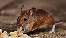 24 Hour & Emergency Exterminators in Fetters Hot Springs, CA